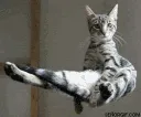 CatFloating