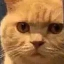 catstare