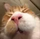 SChellokitten SChellokitten