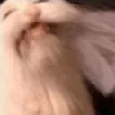 catembarassed Discord Emoji