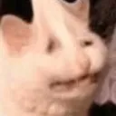 Catsad catsad Discord Emoji