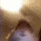 ramez_what Discord emoji