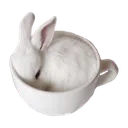 BunnyInACup