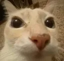 __