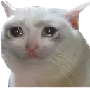 sad_cat