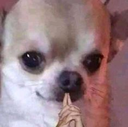 DogHmm Discord emoji
