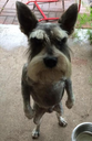 DogStandUp Discord emoji