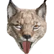LynxZombie LynxZombie