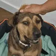 rhastaGood