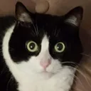 Cleowut Cleowut