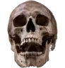 skullreal
