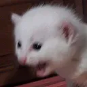 e_catAAAAAAA Discord Emoji