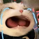 cat_cry Discord emoji