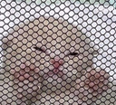 trap Discord emoji