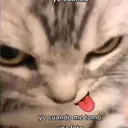Gatofachero