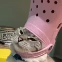 Croc