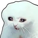 Cryyell500x500
