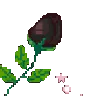 roseblack