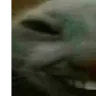 xdd1