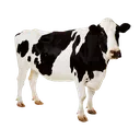 cow
