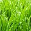 grass
