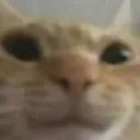 bigossbroom