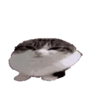 ch_wawacat