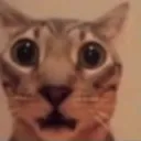 shock