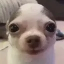 ciandog