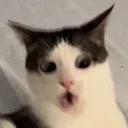 ShookCat Discord Emoji