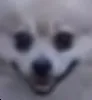 real_rat