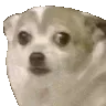 concerndoggo