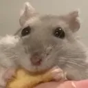 biscuitshocked