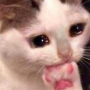 cat_sadge Discord emoji