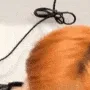 jungwoocry