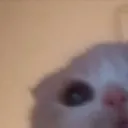 catShy