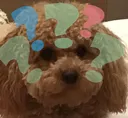 puppyquestionmark