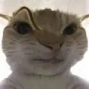 GH_CatWTF