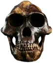skul