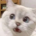 Wut_4
