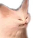 disgustcat