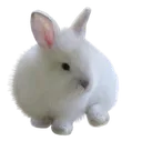 3bunny