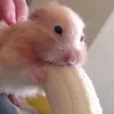 hambanana
