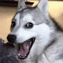 HuskyKek