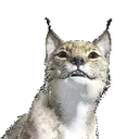 happykat
