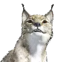 happykat