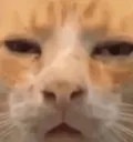 huhwuh