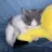 CatKicker CatKicker