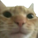 cat_what