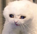 sad_cat